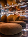 Новый маскот на Cosmoscow: как 12 STOREEZ и Decentralized Atelier создали арт-объект