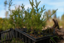 Сотрудники GRASS и Fix Price высадили 3 500 елей в Московской области
